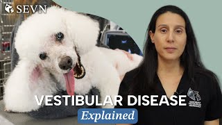 Vestibular Disease in Dogs  Signs Diagnosis Causes and Treatment [upl. by Estella]