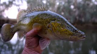 Murray Cod Fishing With Cheese In Winter [upl. by Aneeb]