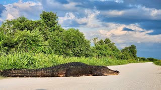 Lake Apopka Wildlife Drive FL [upl. by Gnohc]