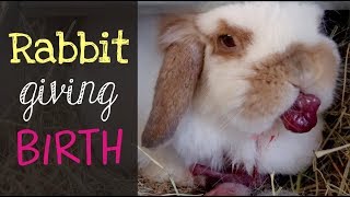 Holland Lop Rabbit Giving Birth [upl. by Nemzaj304]