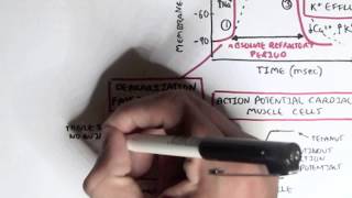 Cardiology  Heart Physiology II Muscle contraction and Pacemaker activity [upl. by Baniaz]