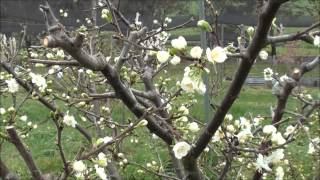 How to prune Plum trees [upl. by Lev704]