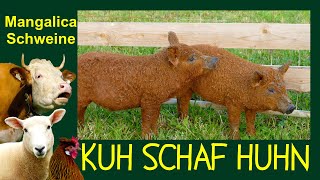 KUH SCHAF HUHN Folge 8 MangalitzaSchweine bzw quotUngarische Wollschweinequot Mangalica pig [upl. by Enyamart]