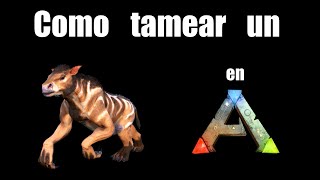 Como tameardomar un Calicoterio en Ark Survival EvolvedPiotr Alfario [upl. by Eustashe]