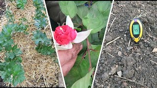 Overwintering Fuchsias And Ivy Leaf Geraniums And Autumn Jobs [upl. by Nahgrom]