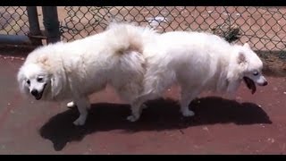 Dogs mating  Japanese Spitz [upl. by Labors68]