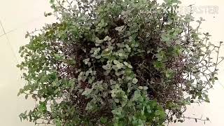 Callisia repens plant care by Anmol nature [upl. by Ecirtac]