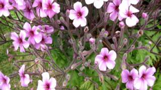 Geranium Maderense Ginormous Geranum [upl. by Biron]