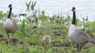 Grote Canadese Gans – Branta canadensis  Annelies van Klinken [upl. by Reinhold]