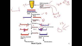 Polymerase Chain Reaction [upl. by Alag]