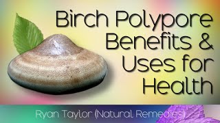 Birch Polypore Benefits and Medicinal Properties [upl. by Rodgers]