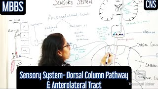 Sensory System Dorsal Column Pathway Anterolateral Tract mbbs medicine neetpg usmle [upl. by Euqnimod]