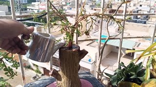 How to make Portulaca Plant Bonsai lookPlant decoration ideas 🧑‍🌾 [upl. by Lledra]