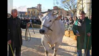 La fiera del bue grasso a Moncalvo nellAstigiano [upl. by Hoeg]