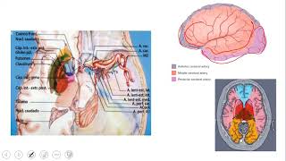 ANGIOLOGIA CEREBRAL ASPECTOS FUNDAMENTALES [upl. by Ithaman]