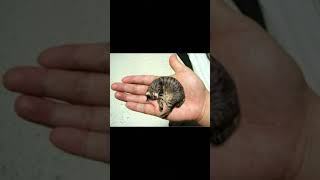 worlds smallest cat name is tinker toy [upl. by Celina283]