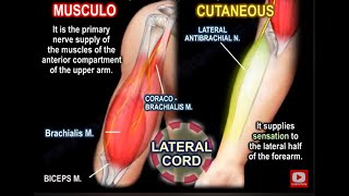 musculocutaneous nerve anatomy function and injury biceps muscle [upl. by Oiludbo]