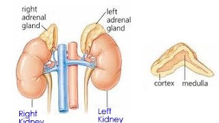 Primary Hyperaldosteronism  Conns Syndrome  Presentation mechanism diagnosis and lab [upl. by Rene]