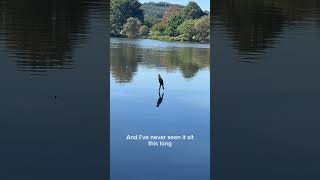 Cormorant and Balancing above Water [upl. by Keller]