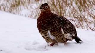 Vocalizing Willow Ptarmigan Toolik Lake [upl. by Vikki]