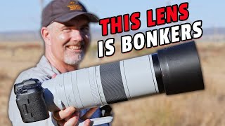 Canon RF200800mm For Wildlife  First Impressions [upl. by Ligetti]