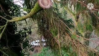 utility Arboriculture Low voltage fault work [upl. by Atikam]