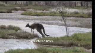 Awesome Kangaroo Jumping through the Bush in Australia [upl. by Ahseikram]