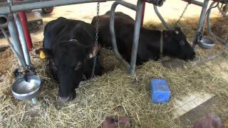 Canadienne Cow  Canada Agriculture and Food Museum [upl. by Arlan769]