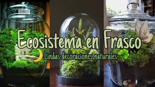 Como hacer un mini ecosistema en frasco o botella para decorar tu habitación [upl. by Zilef]