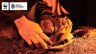 Bettongs  Why Genetic Diversity is Important  WWFAustralia [upl. by Acirretal]