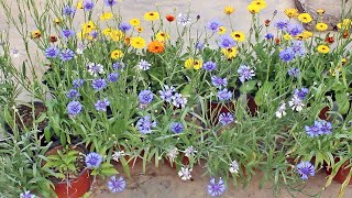 SEE How To GROW n CARE For Cornflower PERFECTLY [upl. by Okoy]