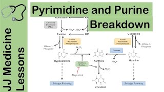 Memorize Nucleotide in Structure of DNA amp RNA in 2mins [upl. by Eninej]