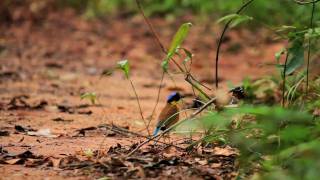 Digiscoping Gurneys Pitta  Swarovski Optik STM80HD [upl. by Doak]