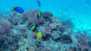 珊瑚と魚達の楽園 Coral Gardens in KERAMA Shot on 3DA1 2D Version [upl. by Lsil740]