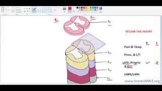 Spinal Pathways MADE SUPER EASY3 Final [upl. by Arammat]