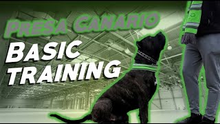 Presa Canario Basic Training [upl. by Garfield]