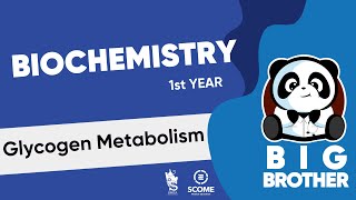 Glycogen Metabolism [upl. by Klecka]