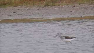 Greenshank feeding at Nightingale Ponds [upl. by Thomey]