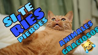 🤣 Si te RÍES PIERDES versión ANIMALES 🛑 NIVEL DIOS 🐱🐶 100 Imposible [upl. by Landan]