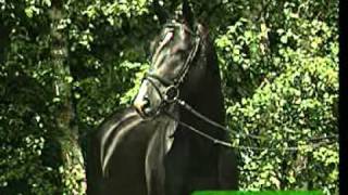 ROTSPON sire of RASCALINO Hanoverian Stallion [upl. by Nnylatsyrk]