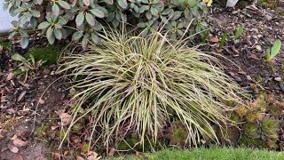 Spring Cut Back For Carex quotEvergoldquot Japanese Sedge  March 1 [upl. by Kred]