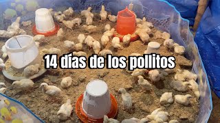 Cómo CRIAR POLLOS DE ENGORDEAvances de campaña [upl. by Ecaroh]