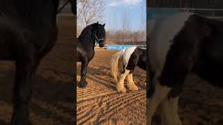 Best Wild Horses Mare Compilation of some Wild Horse Fights Video 306 [upl. by Pancho]