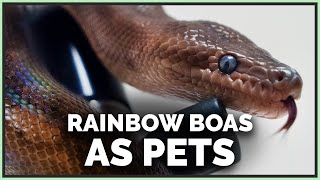 First Impressions on Colombian Rainbow Boas Are They Good Pets [upl. by Ellenwad982]