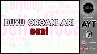 12 Duyu Organları  Deri [upl. by Ididn]