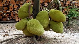 WOW Amazing Agriculture Technology  Jackfruit [upl. by Akinam670]