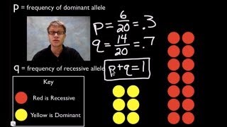 HardyWeinberg Equation [upl. by Cirtemed]