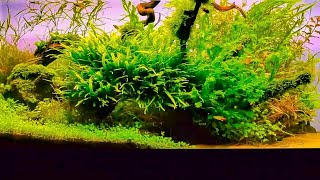 40 Gallon Aquascape Nature Aquarium  Aquascaping [upl. by Iinde]