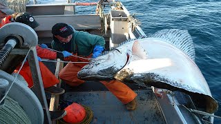 Amazing Fastest Giant Halibut Fishing longline on the sea  Halibut Fillet Processing Skills [upl. by Bej]