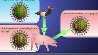 Cassure antigénique et le virusde la grippe A H1N1 en français [upl. by Allehcim]